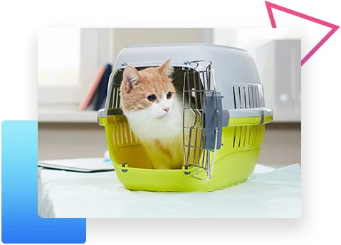 Bolsa / kennel de transporte