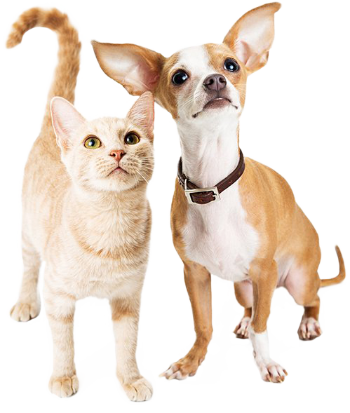 Viaje com seu pet